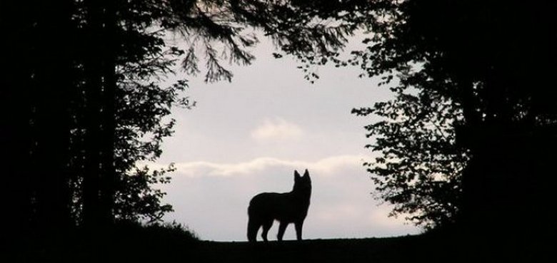Titokzatos lény jelenik meg a pakisztáni Karachi kikötővárosában