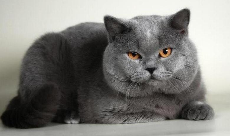 Oroszországban egy egyedi macskát adnak eladásra - 5 millió rubelért