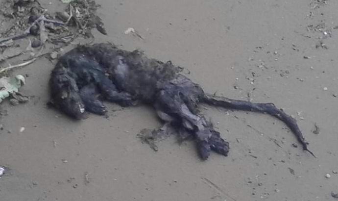 Oroszországban talált egy szörnyű lény holttestét