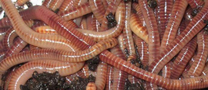 Oroszországban azt javasolták, hogy liszt készítsen férgekről