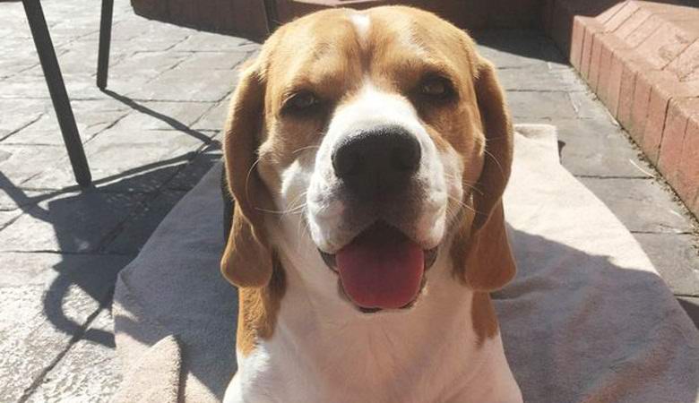 A kutya fülében található ... Donald Trump arca