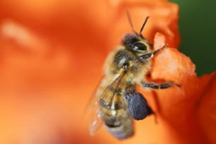 Az Egyesült Államokban a fák permetezése hatalmas méhkat okozott.