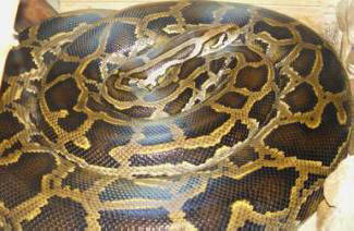 Az Egyesült Államokban a pitont megengedték pizzának