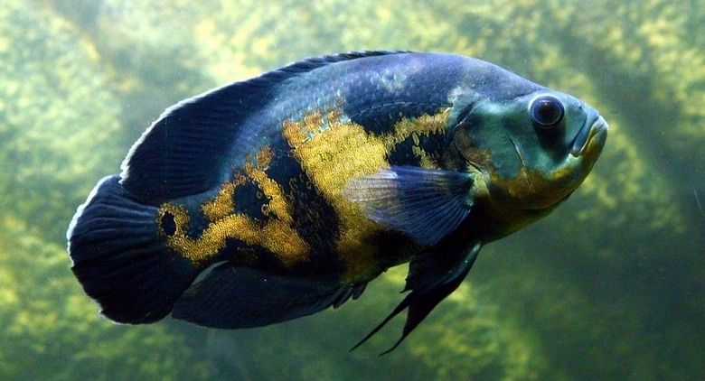 Az Egyesült Államokban egy embert próbáltak akváriumi halakkal való visszaélés miatt