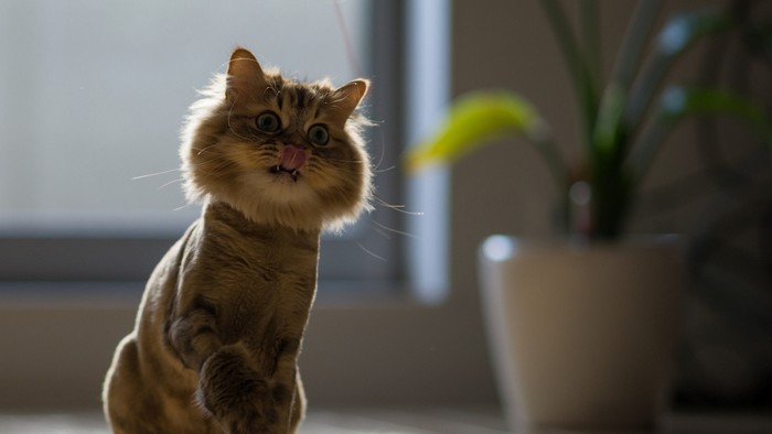 Megjelent az USA-ban