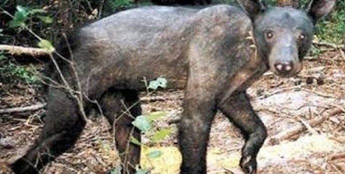 Chupacabra újra megjelenik Stavropolban