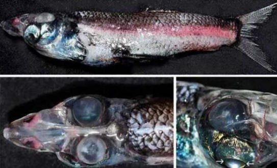 A Tasman-tengeren fogott négyszemű hal