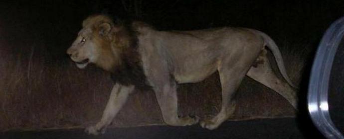 Tbilisziben oroszlánok és krokodilok járnak az utcákon