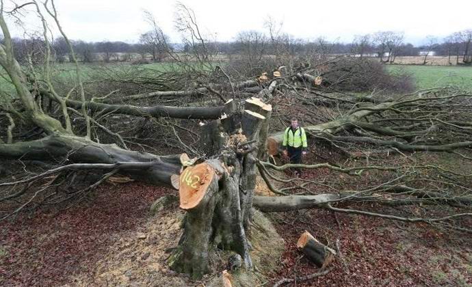 Wales titokzatosan elvesztette százéves bükkjeit