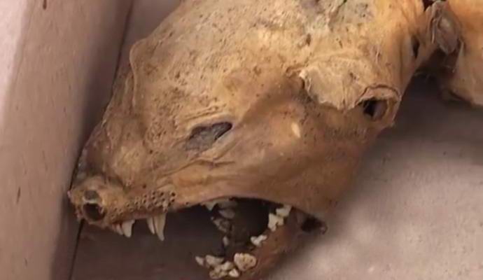 Ukrajnában, chupacabra található