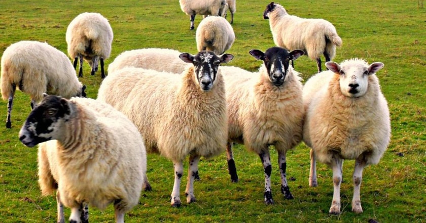 Ukrajnában egy ismeretlen ragadozó megtámadja a juhokat