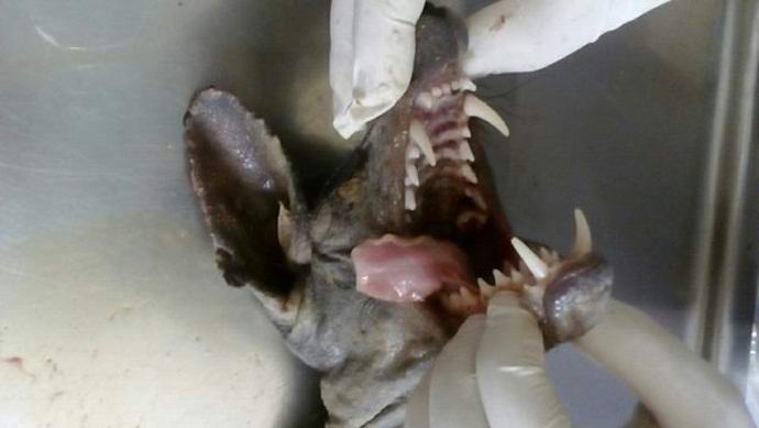 Egy másik chupacabra meghalt Ukrajnában