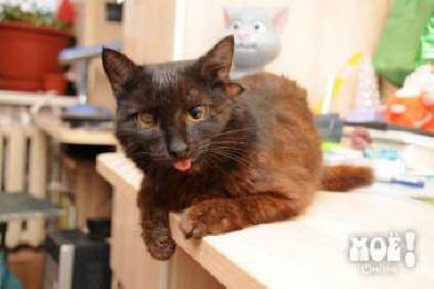 Voronezsban él egy három fülű macska