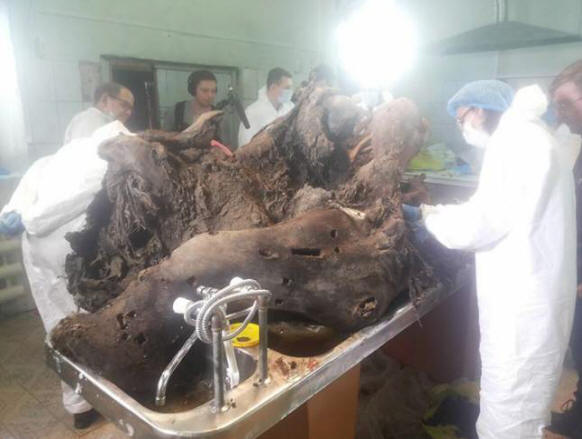 Jakutiaban folyékony vérrel rendelkező mamutot tanulmányoznak, és már bejelentették a klónozás lehetőségét