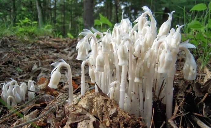 Japánban a csodálatos megtalálható.