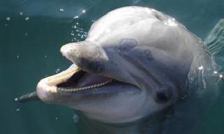 A helyes nevek delfin nyelven találhatók