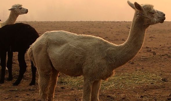 Koronavírus elleni vakcina: a tudósok antitesteket találtak egy láma vérében 