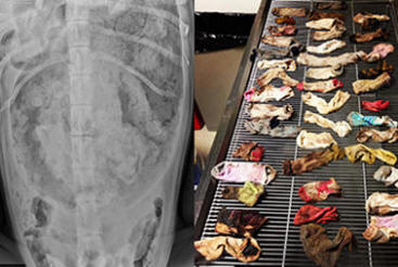 Az állatorvosok 43 zoknit kapott a kutya gyomorából