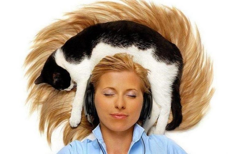 Az emberi fejű cica videója széles hangot váltott ki az interneten