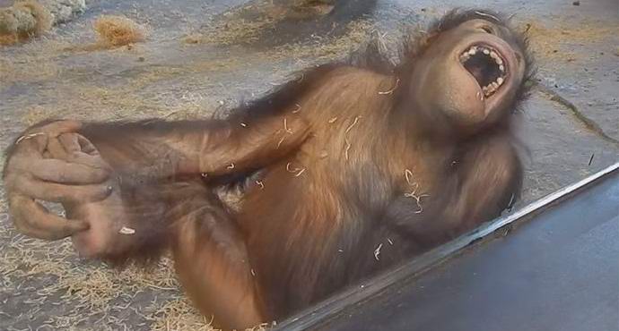A szopó orangutánnal rendelkező videó internetes szenzációvá vált.