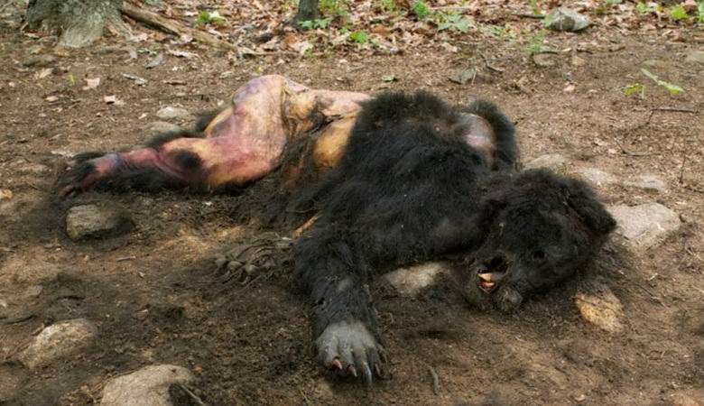 Videók a hóember maradványairól felkeltették az internetet