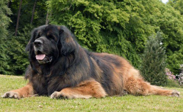 Miért álmodozik a nagy kutya? 