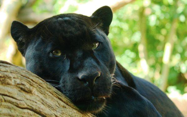 Miért álmodik a fekete párduc 