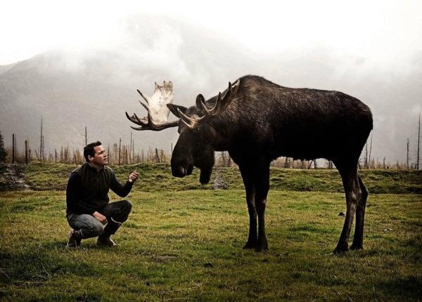 Miért álmodozik a jávorszarvas 