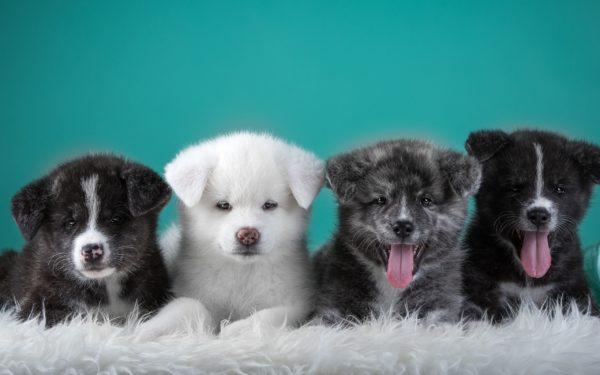 Miért álmodik sok kiskutya? 