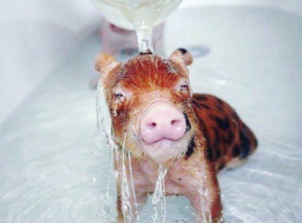 miért álmodnak a malacok kicsiről és tisztáról 