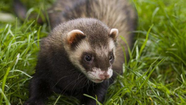 Miért álmodik a görény? 