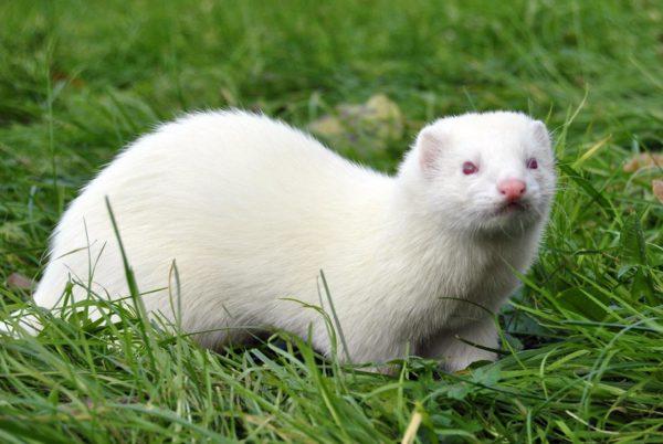 Miért álmodik a görény? 