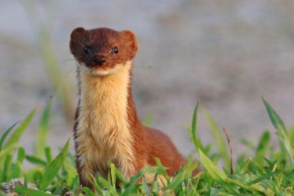 Miért álmodik a görény? 