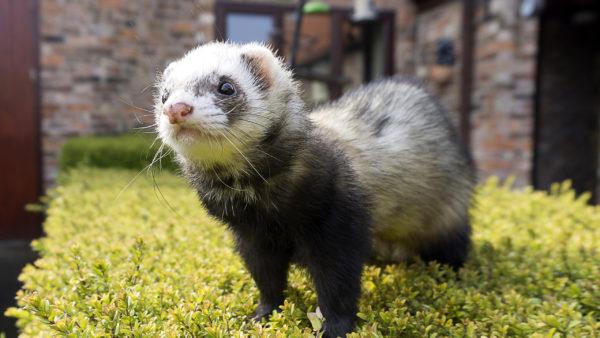 Miért álmodik a görény? 