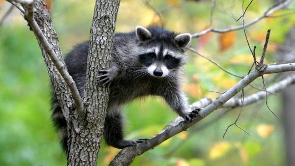  Miért álmodoznak az állatok? 