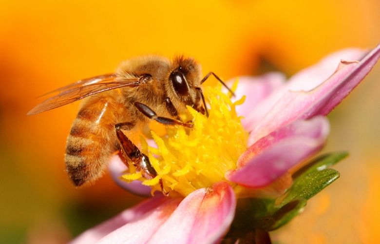 A veszélyeztetett méhek a világ vége felé haladnak