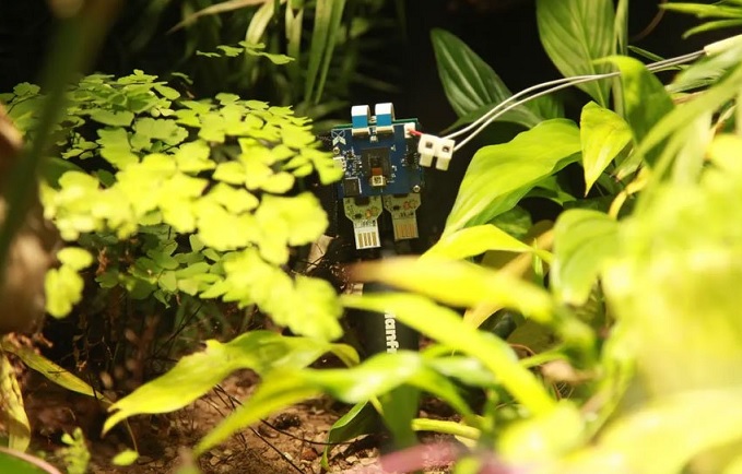 A tudósok által termelt páfrány áramot termel és önportrékot vesz.