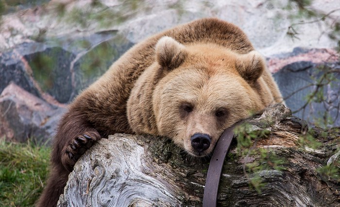 A virtuális régészek medvét találtak a Marson