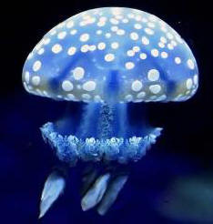 Figyelem: medúza jön!