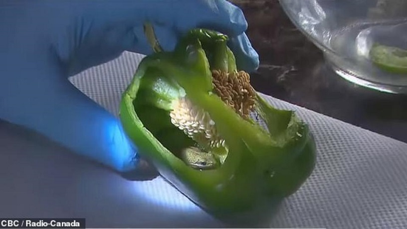A paprika belsejében élő béka található