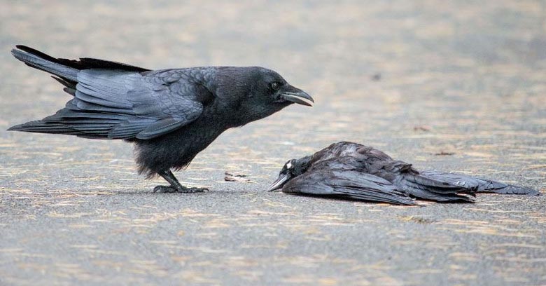 Crow temetése: mit mondnak nekünk
