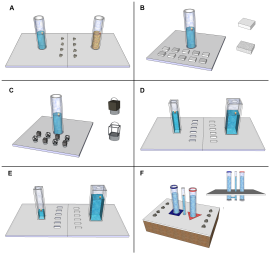 A hollók feladatai. Az ábra: Sarah Jelbert / CC-BY