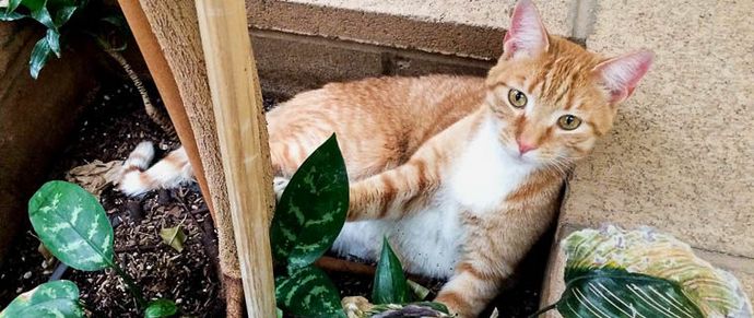 A tékozló ... macska visszatérése