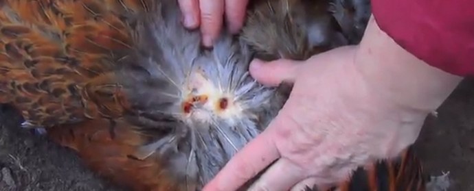 Chupacabra visszatérése: Új áldozatok a Voroneži régióban