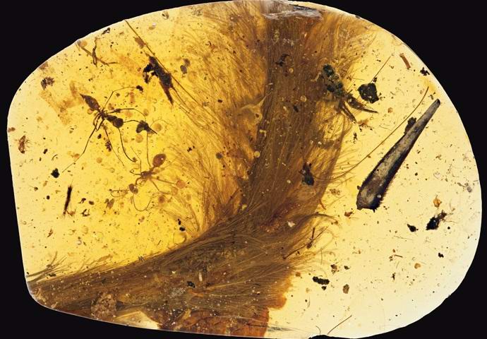 Borostyán borostyánból, először találva