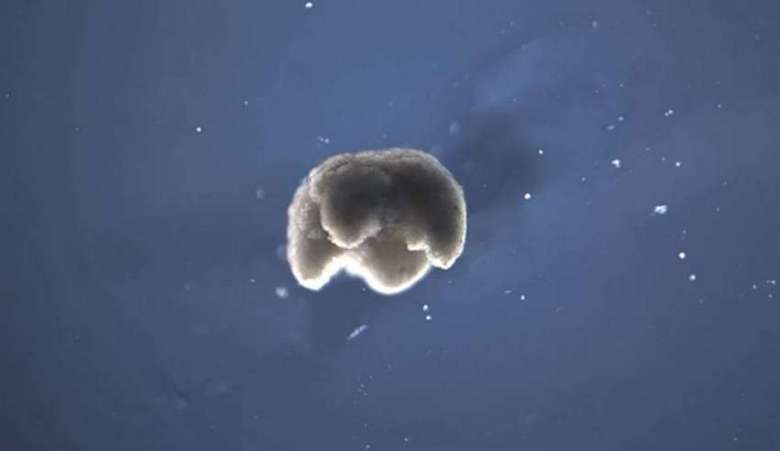 A világ első élő robotjai létre