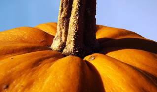 Egy japán gazda fél tonna tököt termesztett