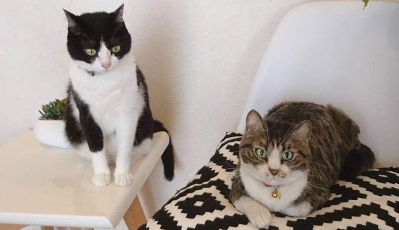 A japán művész csodálatos szuperreális állati játékokat hoz létre