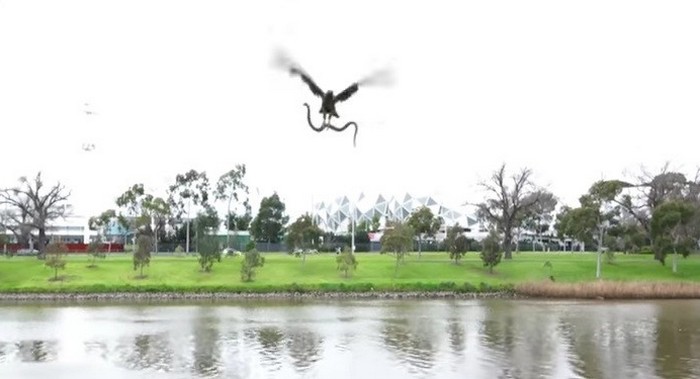 A sólyom kígyót dob ​​a turistákra