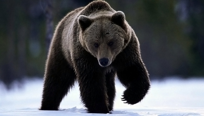 Miért viselik a medvék megszentelt sírokat?